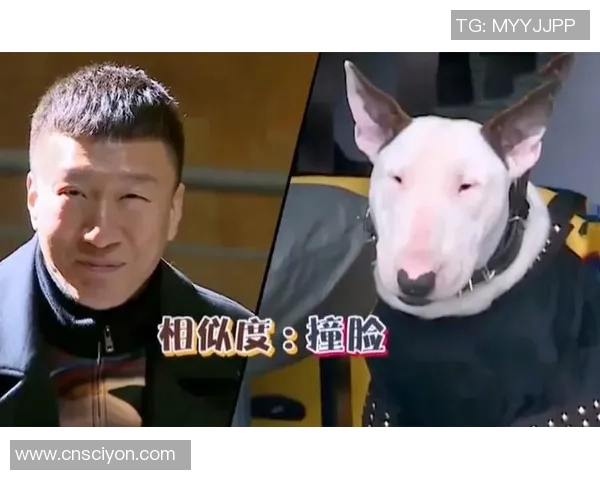 狗狗意外撞脸足球明星引发网友热议趣味瞬间成网络新宠